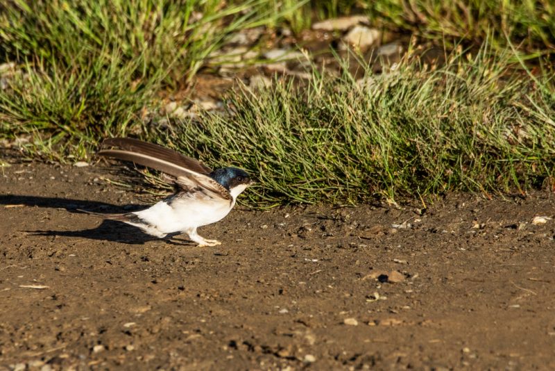 Hirondelle des fenêtre